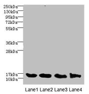Western blot All lanes: HIST1H3A antibody at 2.48µg/ml Lane 1: Mouse liver tissue Lane 2: Mouse lung tissue Lane 3: MCF-7 whole cell lysate Lane 4: NIH/3T3 whole cell lysate Secondary Goat polyclonal to rabbit IgG at 1/10000 dilution Predicted ban...