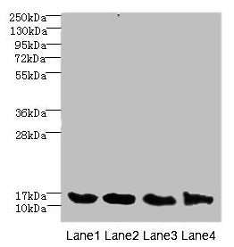 Western blot All lanes: HIST1H3A antibody at 2.48µg/ml Lane 1: Mouse liver tissue Lane 2: Mouse lung tissue Lane 3: MCF-7 whole cell lysate Lane 4: NIH/3T3 whole cell lysate Secondary Goat polyclonal to rabbit IgG at 1/10000 dilution Predicted ban...