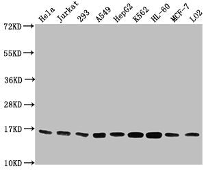Western Blot Positive WB detected in: Hela whole cell lysate, Jurkat whole cell lysate, 293 whole cell lysate, A549 whole cell lysate, HepG2 whole cell lysate, K562 whole cell lysate, HL60 whole cell lysate, MCF-7 whole cell lysate, LO2 whole cell...