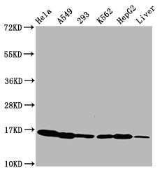 Western Blot Positive WB detected in: Hela whole cell lysate, A549 whole cell lysate, 293 whole cell lysate, K562 whole cell lysate, HepG2 whole cell lysate, Rat liver tissue All lanes: HIST1H3A antibody at 0.35µg/ml Secondary Goat polyclonal to r...