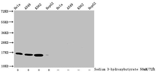 Western Blot Detected samples: Hela whole cell lysate, A549 whole cell lysate, K562 whole cell lysate, HepG2 whole cell lysate; Untreated (-) or treated (+) with 50mM sodium 3-hydroxybutyrate for 72h All lanes: HIST1H3A antibody at 1:2000 Secondar...