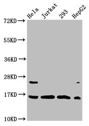 Western Blot Positive WB detected in: Hela whole cell lysate, Jurkat whole cell lysate, 293 whole cell lysate, HepG2 whole cell lysate (treated by 30mM sodium crotonylate for 4h) All lanes: HIST1H3A antibody at 1.2µg/ml Secondary Goat polyclonal t...