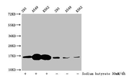 Western Blot Detected samples: 293 whole cell lysate, A549 whole cell lysate, K562 whole cell lysate; Untreated (-) or treated (+) with 30mM sodium butyrate for 4h All lanes: HIST1H3A antibody at 1:100 Secondary Goat polyclonal to rabbit IgG at 1/...