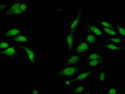 Immunofluorescent analysis of Hela cells using CSB-PA010418OA04me1HU at dilution of 1:100 and Alexa Fluor 488-congugated AffiniPure Goat Anti-Rabbit IgG(H+L)