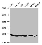 Western Blot Positive WB detected in: Hela whole cell lysate, Jurkat whole cell lysate, 293 whole cell lysate, HepG2 whole cell lysate, Mouse liver tissue, Mouse kidney tissue All lanes: HIST1H3A antibody at 2.48µg/ml Secondary Goat polyclonal to...