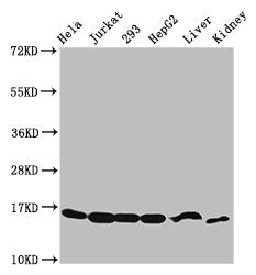 Western Blot Positive WB detected in: Hela whole cell lysate, Jurkat whole cell lysate, 293 whole cell lysate, HepG2 whole cell lysate, Mouse liver tissue, Mouse kidney tissue All lanes: HIST1H3A antibody at 2.48µg/ml Secondary Goat polyclonal to...