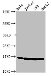 Western Blot Positive WB detected in: Hela whole cell lysate, Jurkat whole cell lysate, 293 whole cell lysate, HepG2 whole cell lysate All lanes: HIST1H3A antibody at 1.2µg/ml Secondary Goat polyclonal to rabbit IgG at 1/50000 dilution Predicted b...
