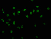 Immunofluorescence staining of Hela cells with CSB-PA010418OA06phHU at 1:10, counter-stained with DAPI. The cells were fixed in 4% formaldehyde, permeabilized using 0.2% Triton X-100 and blocked in 10% normal Goat Serum. The cells were then incuba...