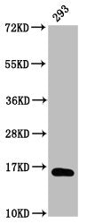 Western Blot Positive WB detected in: 293 whole cell lysate (treated with 30mM sodium butyrate for 4h) All lanes: HIST1H3A antibody at 1µg/ml Secondary Goat polyclonal to rabbit IgG at 1/50000 dilution Predicted band size: 16 kDa Observed band siz...