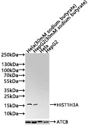 Western Blot Detected samples: Hela whole cell lysate, 293 whole cell lysate, A549 whole cell lysate, HepG2 whole cell lysate; Untreated (-) or treated (+) with 30mM sodium butyrate for 4h All lanes: HIST1H3A antibody at 1:2000 Secondary Goat poly...