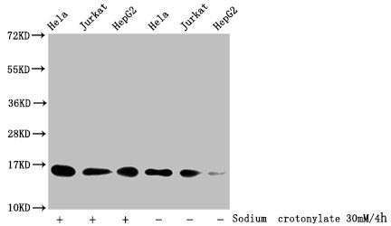 Western Blot Detected samples: Hela whole cell lysate, Jurkat whole cell lysate, HepG2 whole cell lysate; Untreated (-) or treated (+) with 30mM sodium crotonylate for 4h All lanes: HIST1H3A antibody at 1:100 Secondary Goat polyclonal to rabbit Ig...