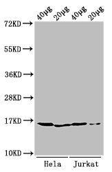 Western Blot Positive WB detected in: Hela cell acid extracts, Jurkat cell acid extracts All lanes: HIST1H3A antibody at 0.25µg/ml Secondary Goat polyclonal to rabbit IgG at 1/50000 dilution Predicted band size: 16 kDa Observed band size: 16 kDa