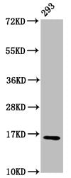 Western Blot Positive WB detected in: 293 whole cell lysate All lanes: HIST1H3A antibody at 0.55µg/ml Secondary Goat polyclonal to rabbit IgG at 1/50000 dilution Predicted band size: 16 kDa Observed band size: 16 kDa