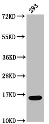 Western Blot Positive WB detected in: 293 whole cell lysate All lanes: HIST1H3A antibody at 0.7µg/ml Secondary Goat polyclonal to rabbit IgG at 1/50000 dilution Predicted band size: 16 kDa Observed band size: 16 kDa