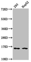 Western Blot Positive WB detected in: 293 whole cell lysate, HepG2 whole cell lysate All lanes: HIST1H3A antibody at 0.16µg/ml Secondary Goat polyclonal to rabbit IgG at 1/50000 dilution Predicted band size: 16 kDa Observed band size: 16 kDa