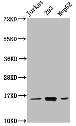 Western Blot Positive WB detected in: Jurkat whole cell lysate, 293 whole cell lysate, HepG2 whole cell lysate All lanes: HIST1H3A antibody at 0.77µg/ml Secondary Goat polyclonal to rabbit IgG at 1/50000 dilution Predicted band size: 16 kDa Observ...