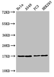 Western Blot Positive WB detected in: Hela cell acid extracts, A549 cell acid extracts, PC-3 cell acid extracts, HEK293 cell acid extracts All lanes: HIST1H3A antibody at 1µg/ml Secondary Goat polyclonal to rabbit IgG at 1/50000 dilution Predicted...