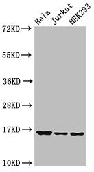Western Blot Positive WB detected in: Hela cell acid extracts, Jurkat cell acid extracts, HEK293 cell acid extracts All lanes: HIST1H3A antibody at 0.5µg/ml Secondary Goat polyclonal to rabbit IgG at 1/50000 dilution Predicted band size: 16 kDa Ob...