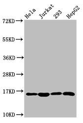 Western Blot Positive WB detected in: Hela whole cell lysate, Jurkat whole cell lysate, 293 whole cell lysate, HepG2 whole cell lysate All lanes: HIST1H3A antibody at 1.38µg/ml Secondary Goat polyclonal to rabbit IgG at 1/50000 dilution Predicted...