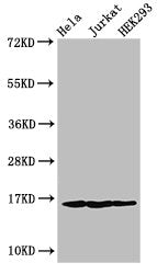 Western Blot Positive WB detected in: Hela cell acid extracts, Jurkat cell acid extracts, HEK293 cell acid extracts All lanes: HIST1H3A antibody at 1µg/ml Secondary Goat polyclonal to rabbit IgG at 1/50000 dilution Predicted band size: 16 kDa Obse...