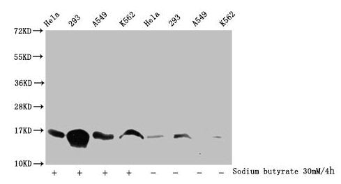 Western Blot Detected samples: Hela whole cell lysate, 293 whole cell lysate, A549 whole cell lysate, K562 whole cell lysate; Untreated (-) or treated (+) with 30mM sodium butyrate for 4h All lanes: HIST1H3A antibody at 1:100 Secondary Goat polycl...