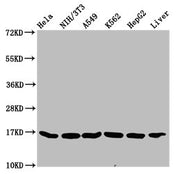Western Blot Positive WB detected in: Hela whole cell lysate, NIH/3T3 whole cell lysate, A549 whole cell lysate, K562 whole cell lysate, HepG2 whole cell lysate, Rat liver tissue All lanes: HIST1H3A antibody at 0.32µg/ml Secondary Goat polyclonal...