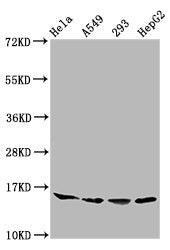 Western Blot Positive WB detected in: Hela whole cell lysate, A549 whole cell lysate, 293 whole cell lysate, HepG2 whole cell lysate All lanes: HIST1H3A antibody at 0.41µg/ml Secondary Goat polyclonal to rabbit IgG at 1/50000 dilution Predicted ba...