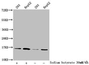 Western Blot Detected samples: 293 whole cell lysate, HepG2 whole cell lysate; Untreated (-) or treated (+) with 30mM sodium butyrate for 4h All lanes: HIST1H3A antibody at 1:2000 Secondary Goat polyclonal to rabbit IgG at 1/50000 dilution Predict...