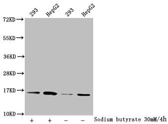 Western Blot Detected samples: 293 whole cell lysate, HepG2 whole cell lysate; Untreated (-) or treated (+) with 30mM sodium butyrate for 4h All lanes: HIST1H3A antibody at 1:2000 Secondary Goat polyclonal to rabbit IgG at 1/50000 dilution Predict...