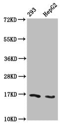 Western Blot Positive WB detected in: 293 whole cell lysate, HepG2 whole cell lysate (treated with 30mM sodium butyrate for 4h) All lanes: HIST1H3A antibody at 1.2µg/ml Secondary Goat polyclonal to rabbit IgG at 1/50000 dilution Predicted band siz...