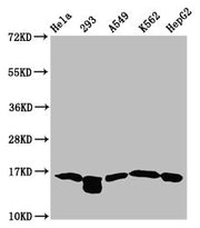 Western Blot Positive WB detected in: Hela whole cell lysate, 293 whole cell lysate, A549 whole cell lysate, K562 whole cell lysate, HepG2 whole cell lysate (all treated with 30mM sodium butyrate for 4h) All lanes: HIST1H3A antibody at 1.75µg/ml S...