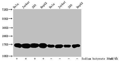 Western Blot Detected samples: Hela whole cell lysate, Jurkat whole cell lysate, 293 whole cell lysate, HepG2 whole cell lysate; Untreated (-) or treated (+) with 30mM sodium butyrate for 4h All lanes: HIST1H3A antibody at 1:500 Secondary Goat pol...