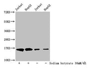 Western Blot Detected samples: Jurkat whole cell lysate, HepG2 whole cell lysate; Untreated (-) or treated (+) with 30mM sodium butyrate for 4h All lanes: HIST1H3A antibody at 1:500 Secondary Goat polyclonal to rabbit IgG at 1/40000 dilution Predi...