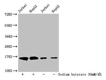 Western Blot Detected samples: Jurkat whole cell lysate, HepG2 whole cell lysate; Untreated (-) or treated (+) with 30mM sodium butyrate for 4h All lanes: HIST1H3A antibody at 1:500 Secondary Goat polyclonal to rabbit IgG at 1/40000 dilution Predi...