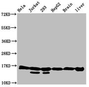 Western Blot Positive WB detected in: Hela whole cell lysate, Jurkat whole cell lysate, 293 whole cell lysate, HepG2 whole cell lysate, Rat brain tissue, Rat liver tissue All lanes: HIST1H3A antibody at 0.54µg/ml Secondary Goat polyclonal to rabbi...