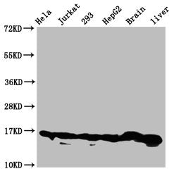 Western Blot Positive WB detected in: Hela whole cell lysate, Jurkat whole cell lysate, 293 whole cell lysate, HepG2 whole cell lysate, Rat brain tissue, Rat liver tissue All lanes: HIST1H3A antibody at 0.21µg/ml Secondary Goat polyclonal to rabbi...