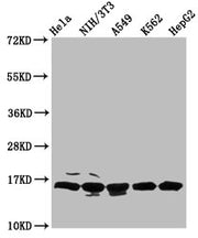 Western Blot Positive WB detected in: Hela whole cell lysate, NIH/3T3 whole cell lysate, A549 whole cell lysate, K562 whole cell lysate, HepG2 whole cell lysate All lanes: HIST1H3A antibody at 0.68µg/ml Secondary Goat polyclonal to rabbit IgG at 1...