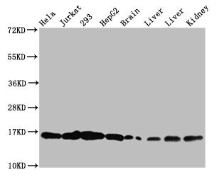 Western Blot Positive WB detected in: Hela whole cell lysate, Jurkat whole cell lysate, 293 whole cell lysate, HepG2 whole cell lysate, Rat brain tissue, Rat liver tissue, Mouse liver tissue, Mouse kidney tissue All lanes: HIST1H3A antibody at 0.3...