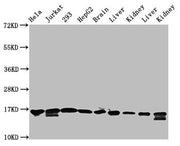 Western Blot Positive WB detected in: Hela whole cell lysate, Jurkat whole cell lysate, 293 whole cell lysate, HepG2 whole cell lysate, Rat brain tissue, Rat liver tissue, Rat kidney tissue, Mouse liver tissue, Mouse kidney tissue All lanes: HIST1...