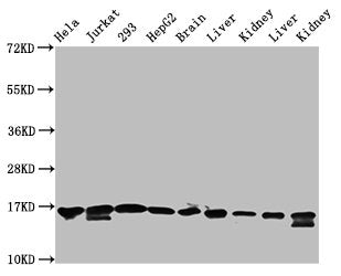 Western Blot Positive WB detected in: Hela whole cell lysate, Jurkat whole cell lysate, 293 whole cell lysate, HepG2 whole cell lysate, Rat brain tissue, Rat liver tissue, Rat kidney tissue, Mouse liver tissue, Mouse kidney tissue All lanes: HIST1...