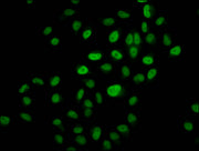 Immunofluorescence staining of Hela cells (treated with 30mM sodium butyrate for 4h) with CSB-PA010418OA14hibHU at 1:10, counter-stained with DAPI. The cells were fixed in 4% formaldehyde, permeabilized using 0.2% Triton X-100 and blocked in 10% n...