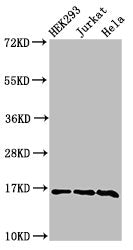 Western Blot Positive WB detected in: HEK293 cell acid extracts, Jurkat cell acid extracts, Hela cell acid extracts All lanes: HIST1H3A antibody at 2µg/ml Secondary Goat polyclonal to rabbit IgG at 1/50000 dilution Predicted band size: 16 kDa Obse...