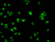 Immunofluorescence staining of MCF-7 cells with CSB-PA010418OA14nhibHU at 1:2.5, counter-stained with DAPI. The cells were fixed in 4% formaldehyde, permeabilized using 0.2% Triton X-100 and blocked in 10% normal Goat Serum. The cells were then in...
