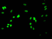 Immunofluorescent analysis of Hela cells using CSB-PA010418OA17me2HU at dilution of 1:100 and Alexa Fluor 488-congugated AffiniPure Goat Anti-Rabbit IgG(H+L)