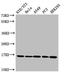 Western Blot Positive WB detected in: NIH/3T3 cell acid extracts, Hela cell acid extracts, A549 cell acid extracts, PC-3 cell acid extracts, HEK293 cell acid extracts All lanes: HIST1H3A antibody at 1.6µg/ml Secondary Goat polyclonal to rabbit IgG...