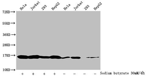 Western Blot Detected samples: Hela whole cell lysate, Jurkat whole cell lysate, 293 whole cell lysate, HepG2 whole cell lysate; Untreated (-) or treated (+) with 30mM sodium butyrate for 4h All lanes: HIST1H3A antibody at 1:2000 Secondary Goat po...
