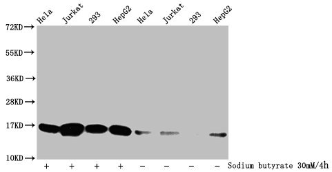 Western Blot Detected samples: Hela whole cell lysate, Jurkat whole cell lysate, 293 whole cell lysate, HepG2 whole cell lysate; Untreated (-) or treated (+) with 30mM sodium butyrate for 4h All lanes: HIST1H3A antibody at 1:500 Secondary Goat pol...