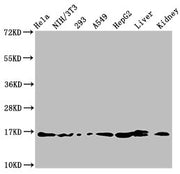 Western Blot Positive WB detected in: Hela whole cell lysate, NIH/3T3 whole cell lysate, 293 whole cell lysate, A549 whole cell lysate, HepG2 whole cell lysate, Rat liver tissue, Rat kidney tissue All lanes: HIST1H3A antibody at 1.5µg/ml Secondary...