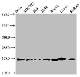 Western Blot Positive WB detected in: Hela whole cell lysate, NIH/3T3 whole cell lysate, 293 whole cell lysate, A549 whole cell lysate, HepG2 whole cell lysate, Rat liver tissue, Rat kidney tissue All lanes: HIST1H3A antibody at 1.5µg/ml Secondary...