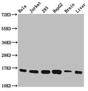 Western Blot Positive WB detected in: Hela whole cell lysate, Jurkat whole cell lysate, 293 whole cell lysate, HepG2 whole cell lysate, Rat brain tissue, Rat liver tissue All lanes: HIST1H3A antibody at 0.22µg/ml Secondary Goat polyclonal to rabbi...